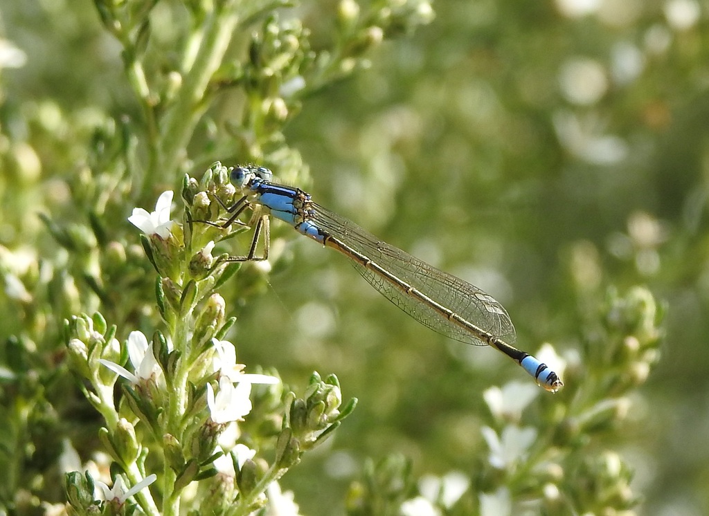 australian-bluetail-from-yalukit-willam-nature-reserve-new-street