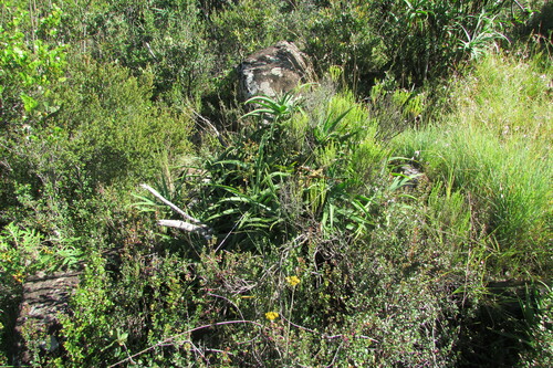 Image of Aloiampelos striatula by (c) James Deacon, some rights reserved (CC BY-SA)