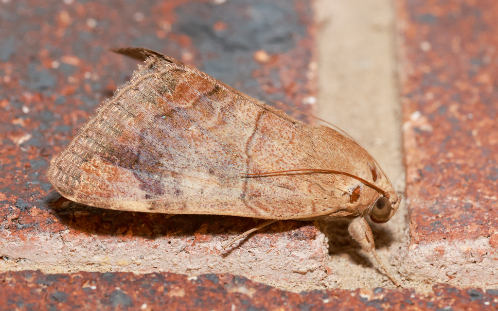 Castor Semilooper from 164 College Rd, Karana Downs QLD 4306