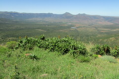 Aloiampelos striatula, photograph (c) James Deacon, some rights reserved (CC BY-SA)