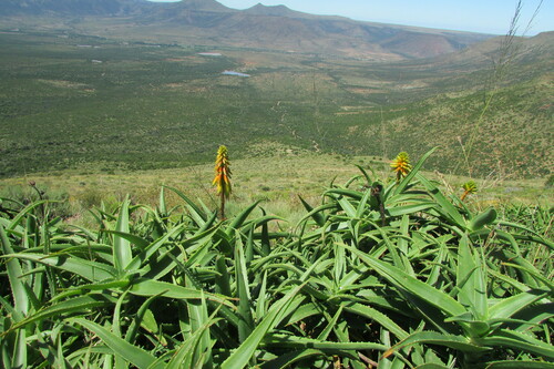 Aloiampelos striatula, photograph 6