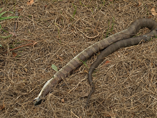 Tiger Snake sighting
