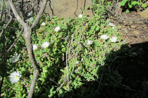 Lootsberg Sheepfig (Delosperma lootsbergense)