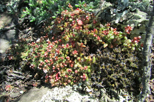 Crassula exilis