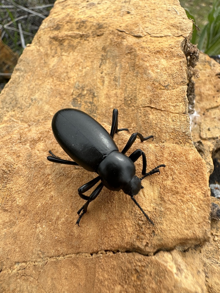 Eleodes gigantea from Carrizo Plain National Monument, San Luis Obispo ...