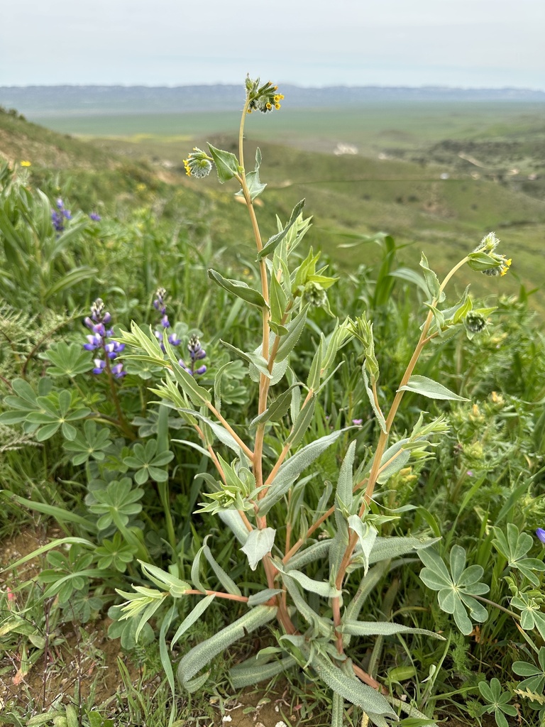 Green fiddleneck (Amsinckia vernicosa)