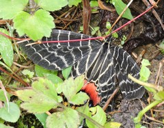 Bhutanitis lidderdalii