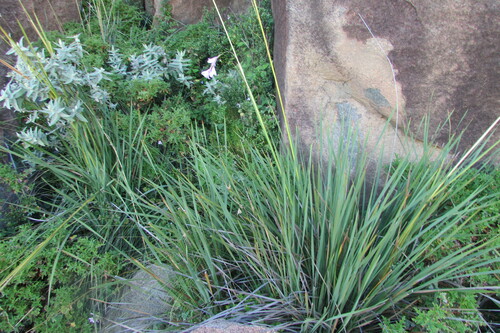 Dierama grandiflorum