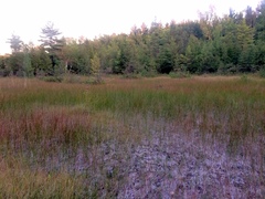 Scleria verticillata