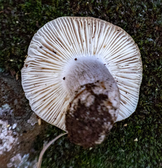 Russula