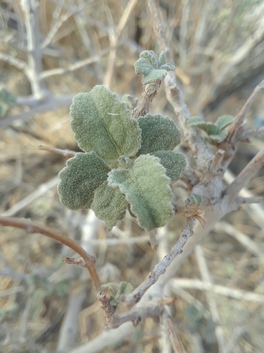 Desert Lavendar foliage