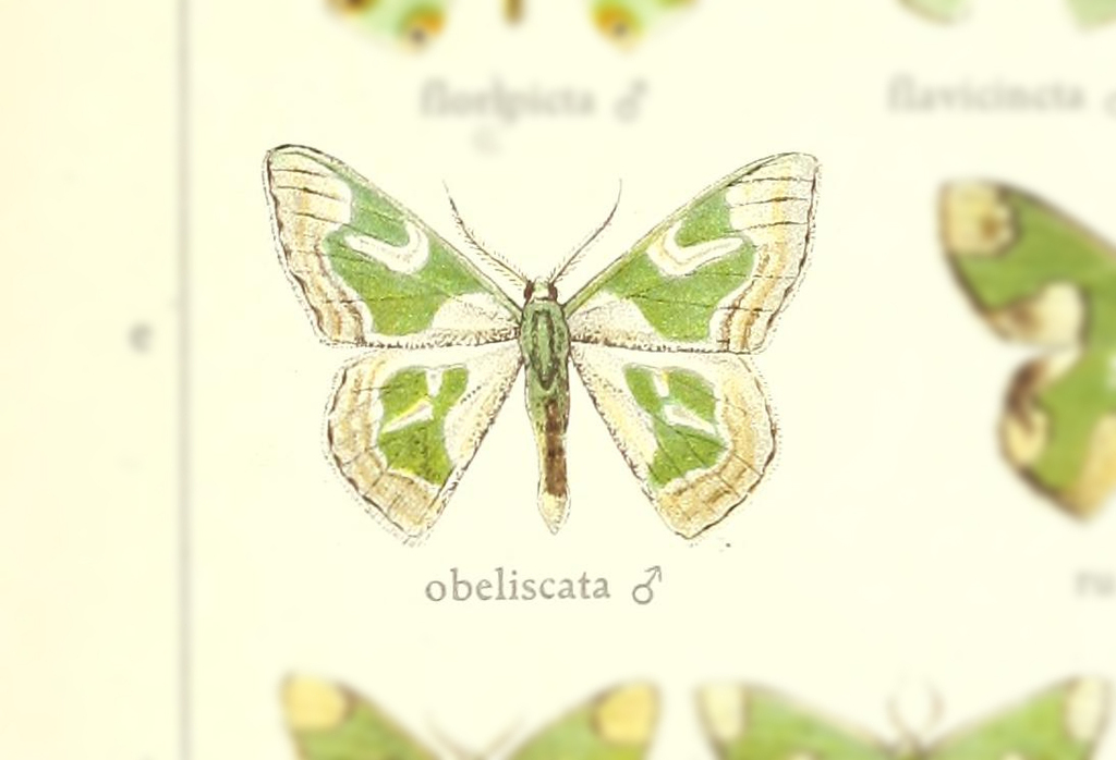 Oospila obeliscata