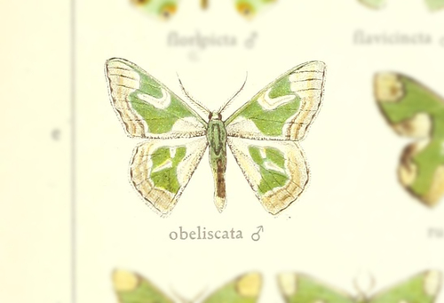 Oospila obeliscata