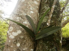 Trichocentrum andreanum