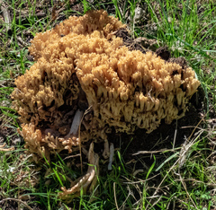 Ramaria
