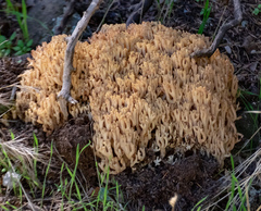 Ramaria