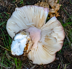 Russula