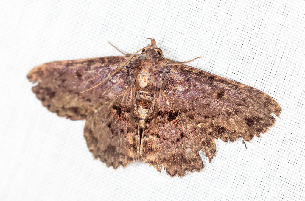 Diomea dialitha