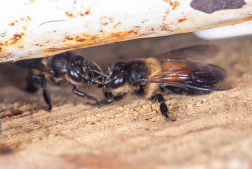 Giant Honey Bee photo 6