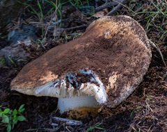 Tricholoma