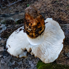 Tricholoma