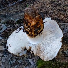 Tricholoma