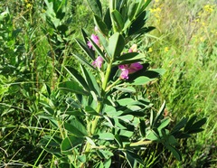 Indigofera cytisoides
