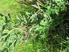 Indigofera cytisoides