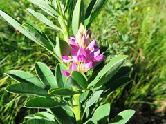 Indigofera cytisoides