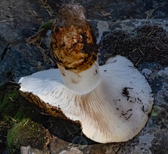 Tricholoma
