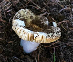 Russula