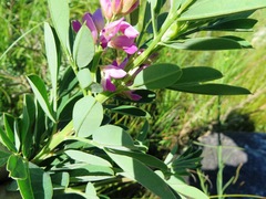 Indigofera cytisoides