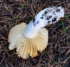 Russula