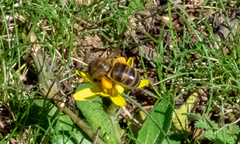 Apis mellifera intermissa