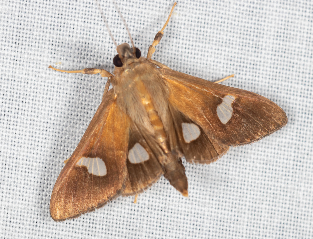 Nosophora althealis