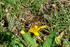 Apis mellifera intermissa