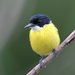 Black-headed Tody-Flycatcher - Photo (c) Carmelo López Abad, some rights reserved (CC BY-NC), uploaded by Carmelo López Abad