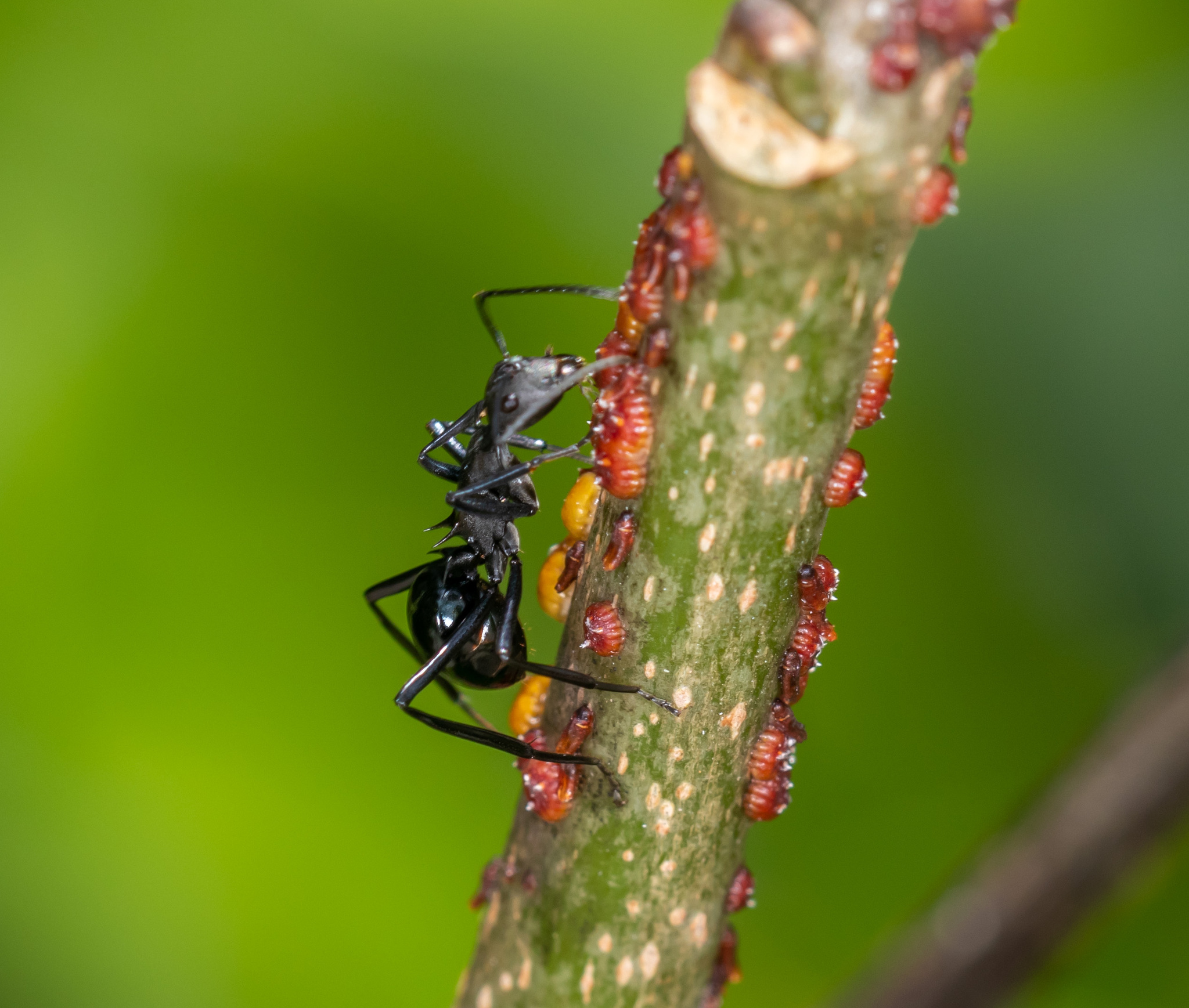 Polyrhachis pressa