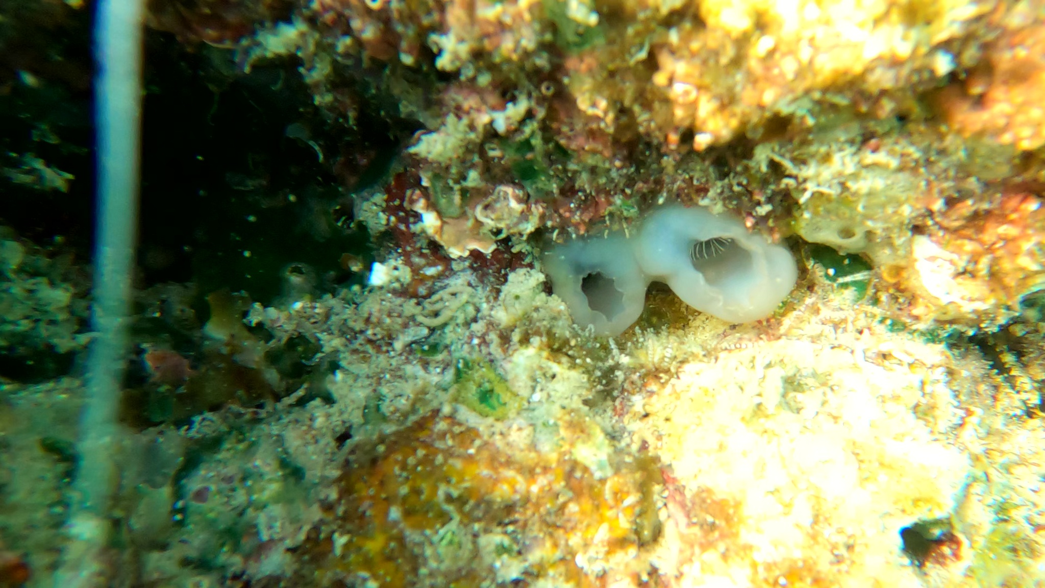 Phallusia arabica Savigny, 1816