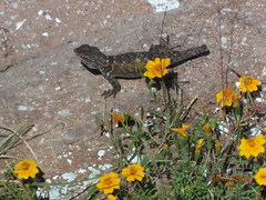 Sceloporus torquatus