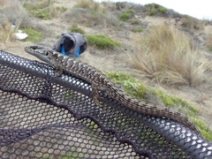 Elgaria coerulea coerulea