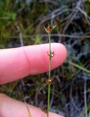 Scleria verticillata