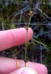 Scleria verticillata