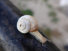 Theba pisana