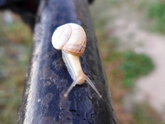 Theba pisana