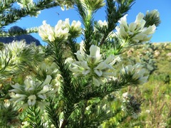Aspalathus cephalotes cephalotes