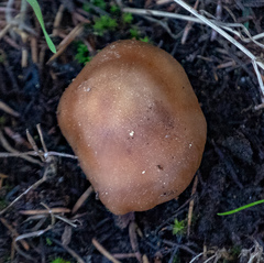 Cortinarius