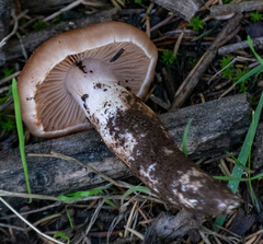 Cortinarius