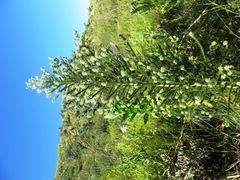 Aspalathus cephalotes cephalotes