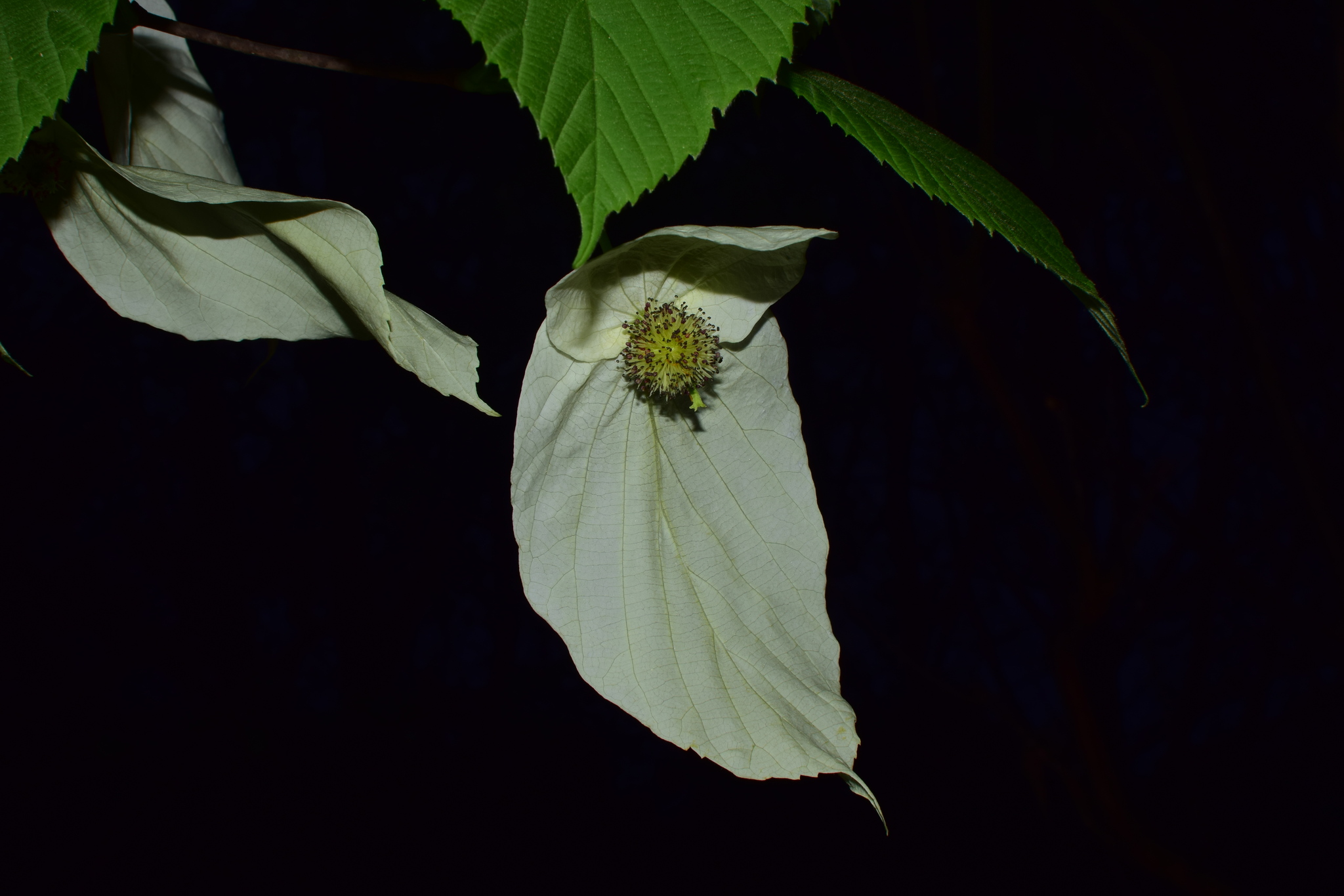 Nyssaceae
